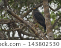 Eagle of Sri Lanka 143802530