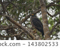Eagle of Sri Lanka 143802533