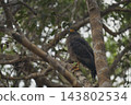 Eagle of Sri Lanka 143802534