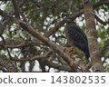 Eagle of Sri Lanka 143802535