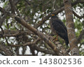 Eagle of Sri Lanka 143802536