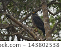 Eagle of Sri Lanka 143802538