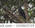 Eagle of Sri Lanka 143802539