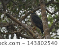 Eagle of Sri Lanka 143802540