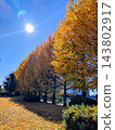 Ginkgo trees with their autumn leaves illuminated by the sun, and a yellow carpet of fallen leaves. 143802917