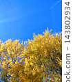 Ginkgo billy in the blue sky 143802934
