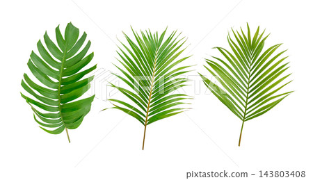 Palm and Monstera green leaf tropical plant isolated on white. Palm and Monstera green leaf tropical plant isolated on white. 143803408
