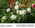 Dahlias bloom in the garden. Bud and bush Dahlia flower 143803409