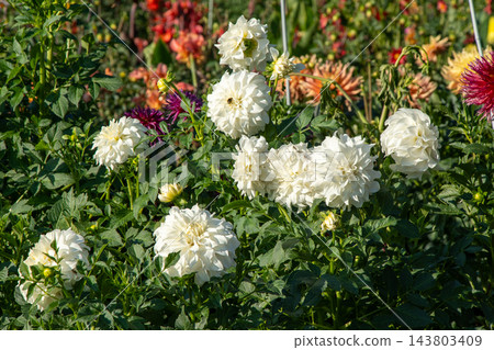 Dahlias bloom in the garden. Bud and bush Dahlia flower Dahlias bloom in the garden. Bud and bush Dahlia flower 143803409