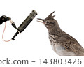 Singing  lark at the microphone isolated on white background 143803426