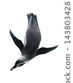 Swimming penguin underwater isolated on white background 143803428