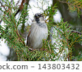 House Sparrow sitting on a thuja branch 143803432