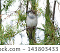 House Sparrow sitting on a thuja branch 143803433