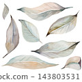 Watercolor grey autumn leaves clipart. Hand drawn winter Isolated illustration for Christmas cards 143803531