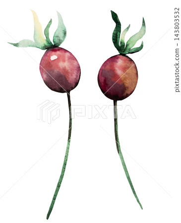Watercolor red berries with green leaves. Hand drawn winter Isolated illustration for Christmas cards 143803532