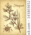 Fenugreek Hand-drawn Engraving Illustration 143803652