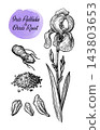 Iris Pallida and Orris Root Ink Sketch Set 143803653