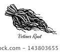 Vetiver Roots Botanical Ink Illustration 143803655