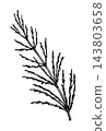Vetiver Flowering Branch Ink Illustration 143803658