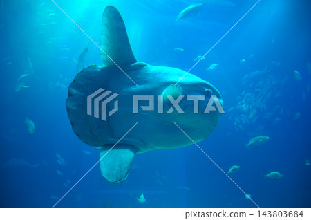 Mola Mola fish or sunfish swimming in a tank at Osaka Aquarium Kaiyukan. 143803684