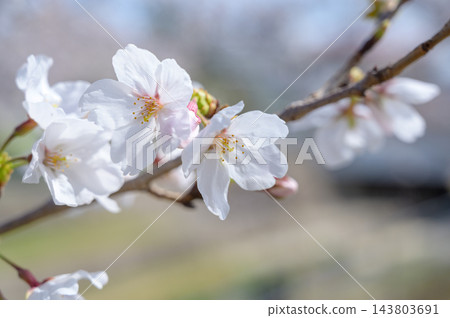 Cherry blossoms in Japan. Beautiful, delicate white petals of the Sakura branch in spring. Cherry blossoms in Japan. Beautiful, delicate white petals of the Sakura branch in spring. 143803691