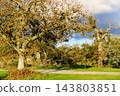 Autumn old oak tree. Autumn scenery 143803851