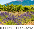 Provence landscape with lavender fields, France 143803858