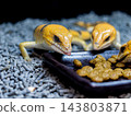 彼得帶石龍子 143803871