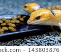 彼得帶石龍子 143803876