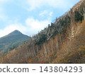 Autumn foliage on Mt. Chausu in Hachimantai, Iwate Prefecture, and dead standing birch and fir trees (Abies mariesii). 143804293
