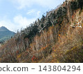 Autumn foliage on Mt. Chausu in Hachimantai, Iwate Prefecture, and dead standing birch and fir trees (Abies mariesii). 143804294