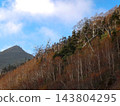 Autumn foliage on Mt. Chausu in Hachimantai, Iwate Prefecture, and dead standing birch and fir trees (Abies mariesii). 143804295