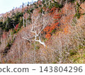 The Japanese fir, Japanese white birch, and Aomori fir trees along the Hachimantai Aspite Line in Iwate Prefecture are beautiful with their autumn foliage. 143804296