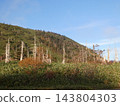 Dead Aomori fir (Abies mariesii) near the summit of Hachimantai, Iwate Prefecture. 143804303