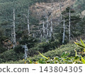 Dead Aomori fir (Abies mariesii) near the summit of Hachimantai, Iwate Prefecture. 143804305