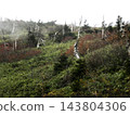 Dead Aomori fir (Abies mariesii) near the summit of Hachimantai, Iwate Prefecture. 143804306