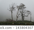 Dead Aomori fir (Abies mariesii) near the summit of Hachimantai, Iwate Prefecture. 143804307