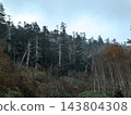 Dead Aomori fir (Abies mariesii) near the summit of Hachimantai, Iwate Prefecture. 143804308