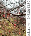 Raindrops on small red berries of a wild apple tree in autumn park 143804389