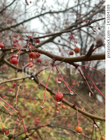 Raindrops on small red berries of a wild apple tree in autumn park Raindrops on small red berries of a wild apple tree in autumn park 143804389