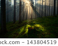 Sun Rays Piercing Through Foggy Evergreen Forest with Mossy Ground 143804519