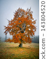 Solitary Orange Autumn Tree in a Misty Mountain Field with Fir Trees 143804520