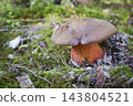 Sutorius luridiformis 143804521