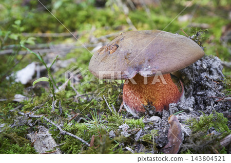 Sutorius luridiformis Sutorius luridiformis 143804521