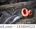 Inedible fungus Sarcoscypha sp. 143804522