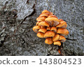 Flammulina velutipes 143804523