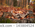 Pleurotus ostreatus 143804524
