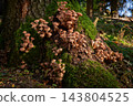 Armillaria ostoyae 143804525