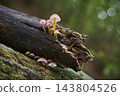 Mycena renati 143804526