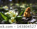 Edible mushrooms Ptychoverpa bohemica 143804527